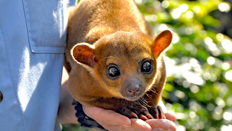Kinkajou Animal