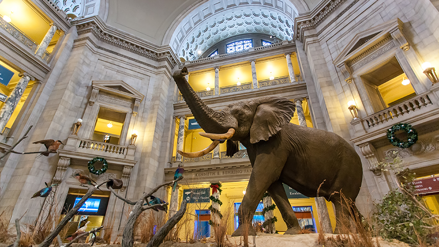 Smithsonian Museums And The National Zoo Will Reopen In May X96