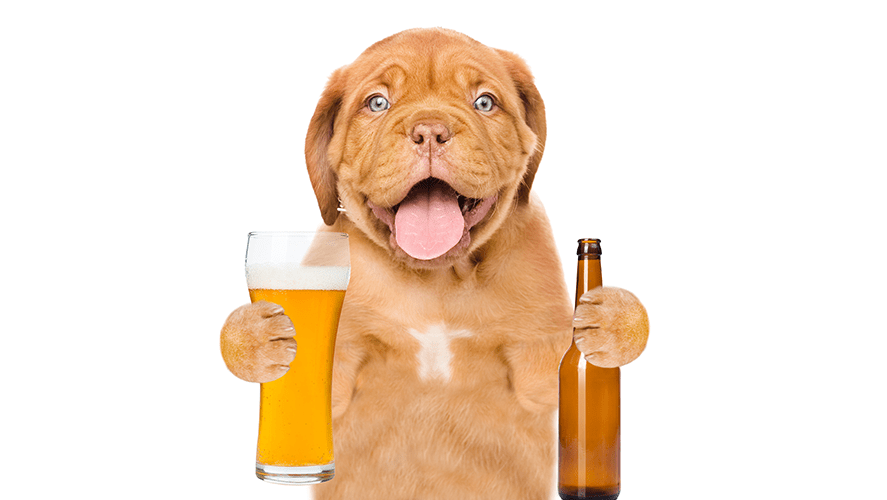 Busch Wants To Hire A Dog To Taste Their NonAlcoholic Dog Beers X96