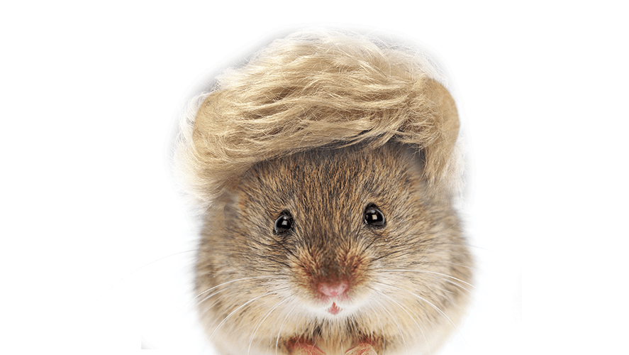 LabGrown Hair Cells Could Be A Cure For Baldness X96