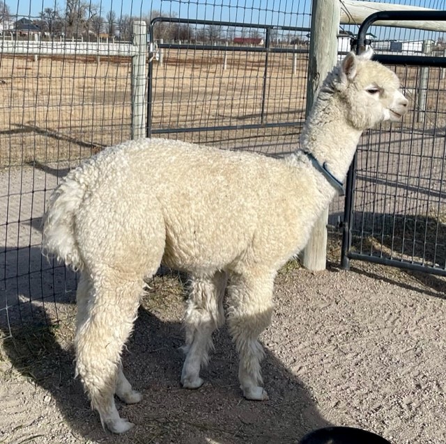 Alpacas and Alpacas For Sale at Xanadu Farm Alpacas Alpacas For Sale!