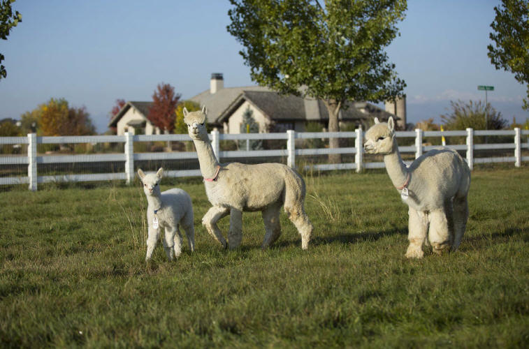 Alpacas and Alpacas For Sale at Xanadu Farm Alpacas