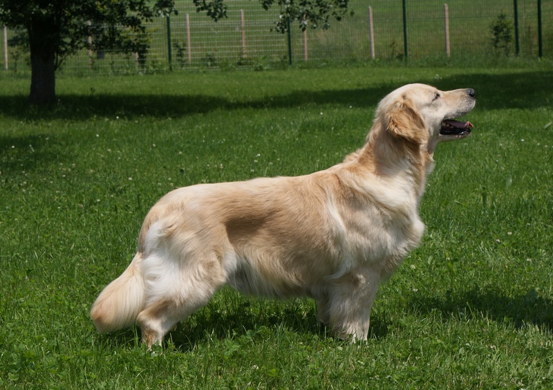Champion Golden Retriever Golden Retriever AKC Champion Hunter for
