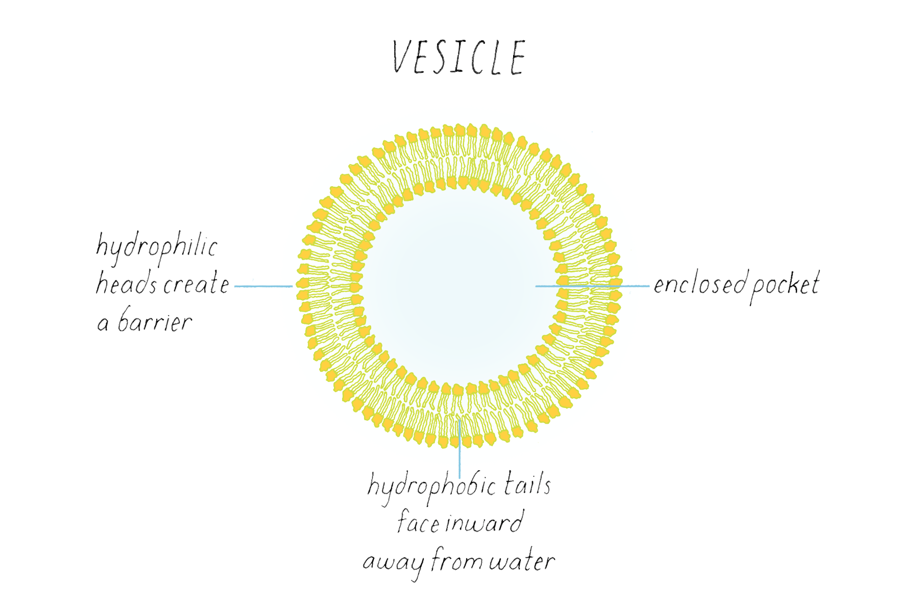 BioDictionary Graphics & descriptions of biological terms