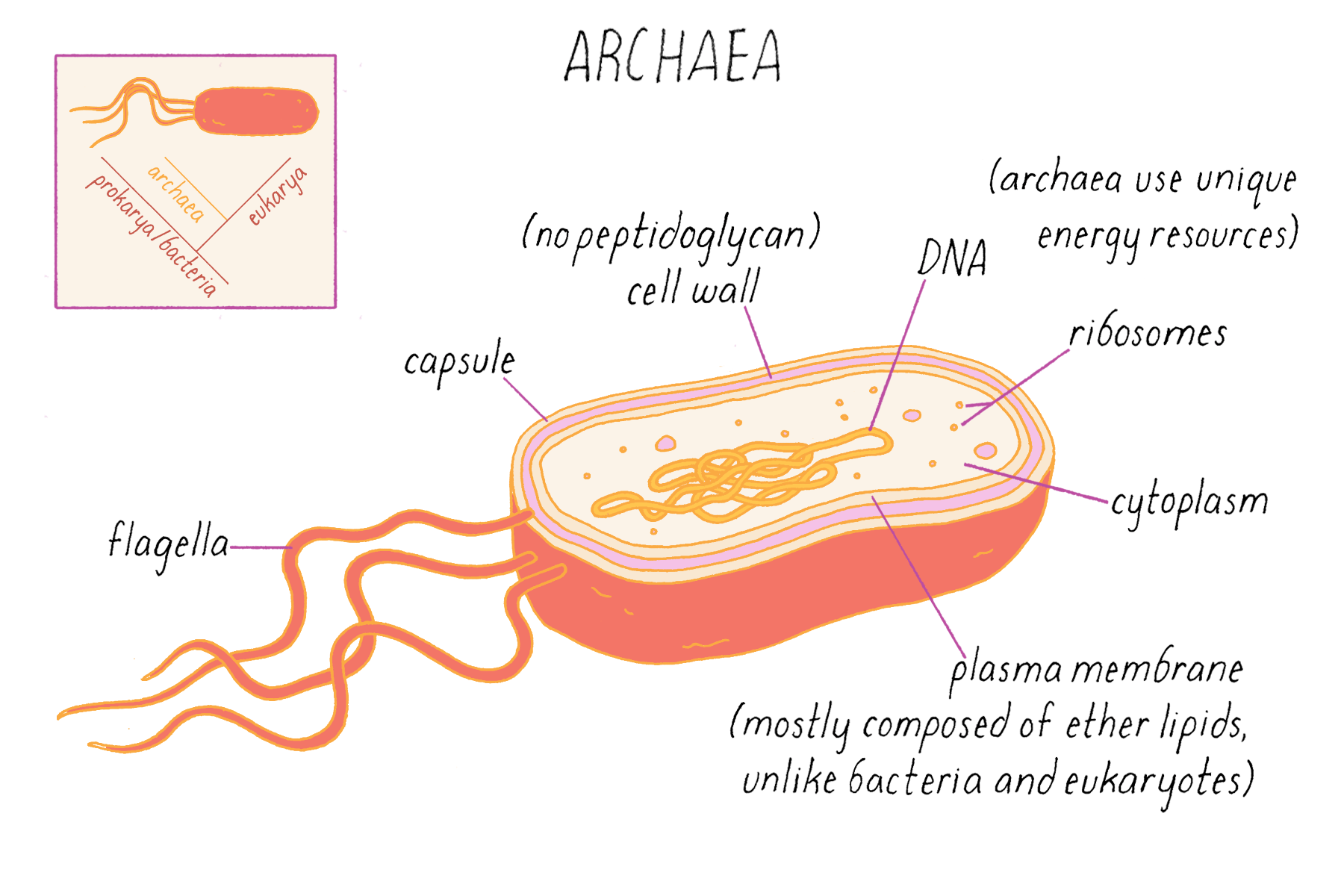 BioDictionary Graphics & descriptions of biological terms