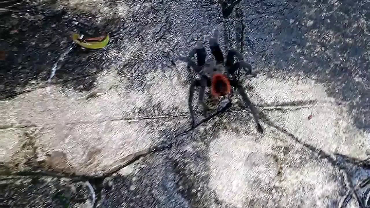 Tarantulas Xcaret Photographers