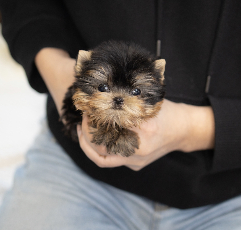 Korean Imported Puppies XDesigner Breeds