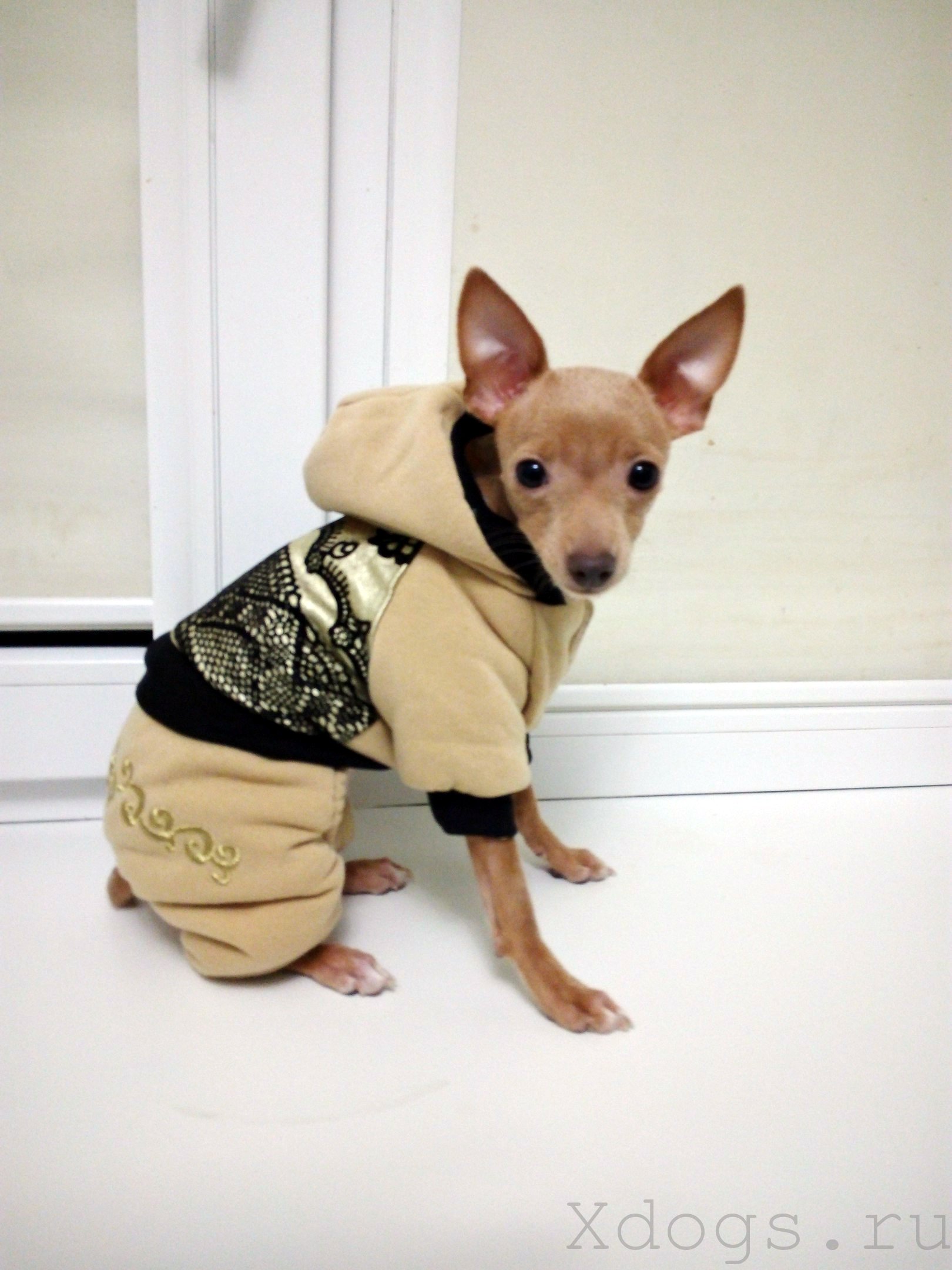 Комбинезон Восточный Узор бежевозолотой Одежда для собак Xdogs.ru