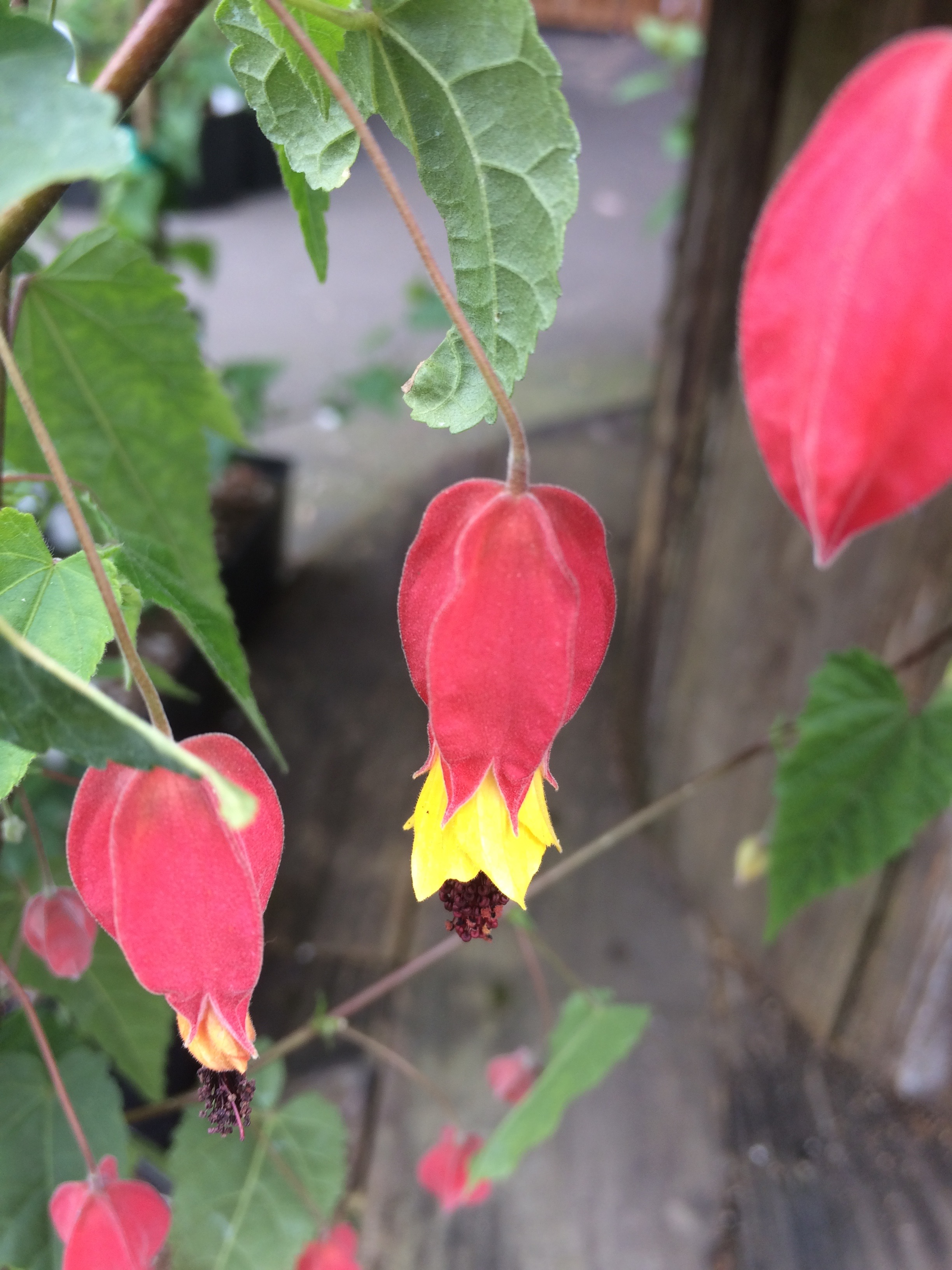 Abutilon megapotamicum Xera Plants