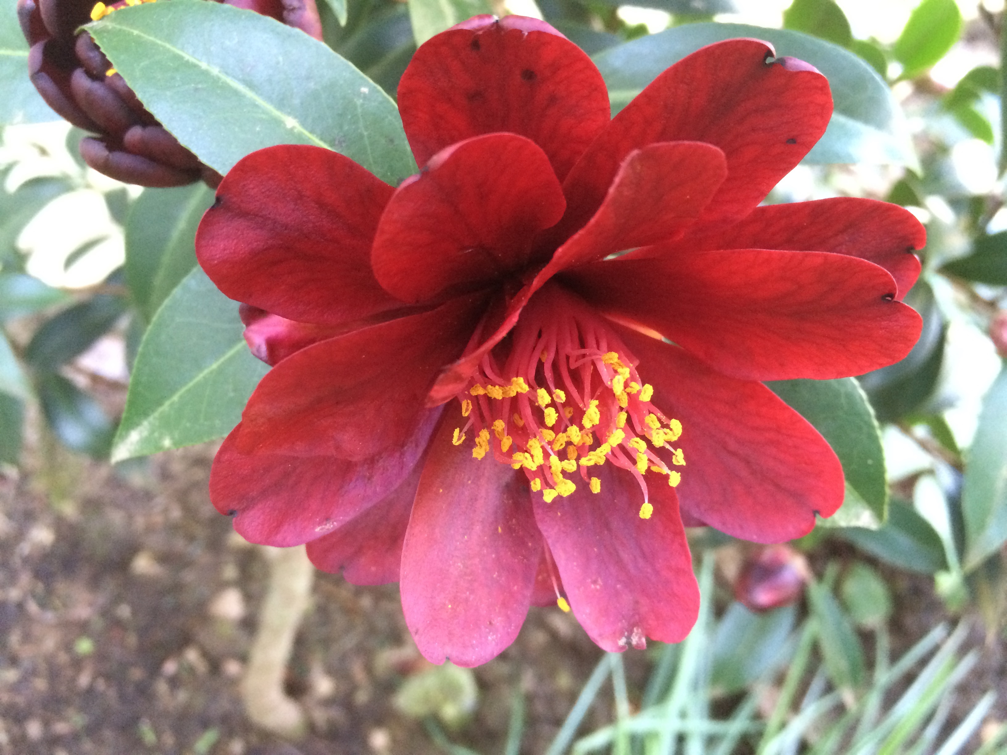 Camellia x williamsii 'Night Rider' Xera Plants