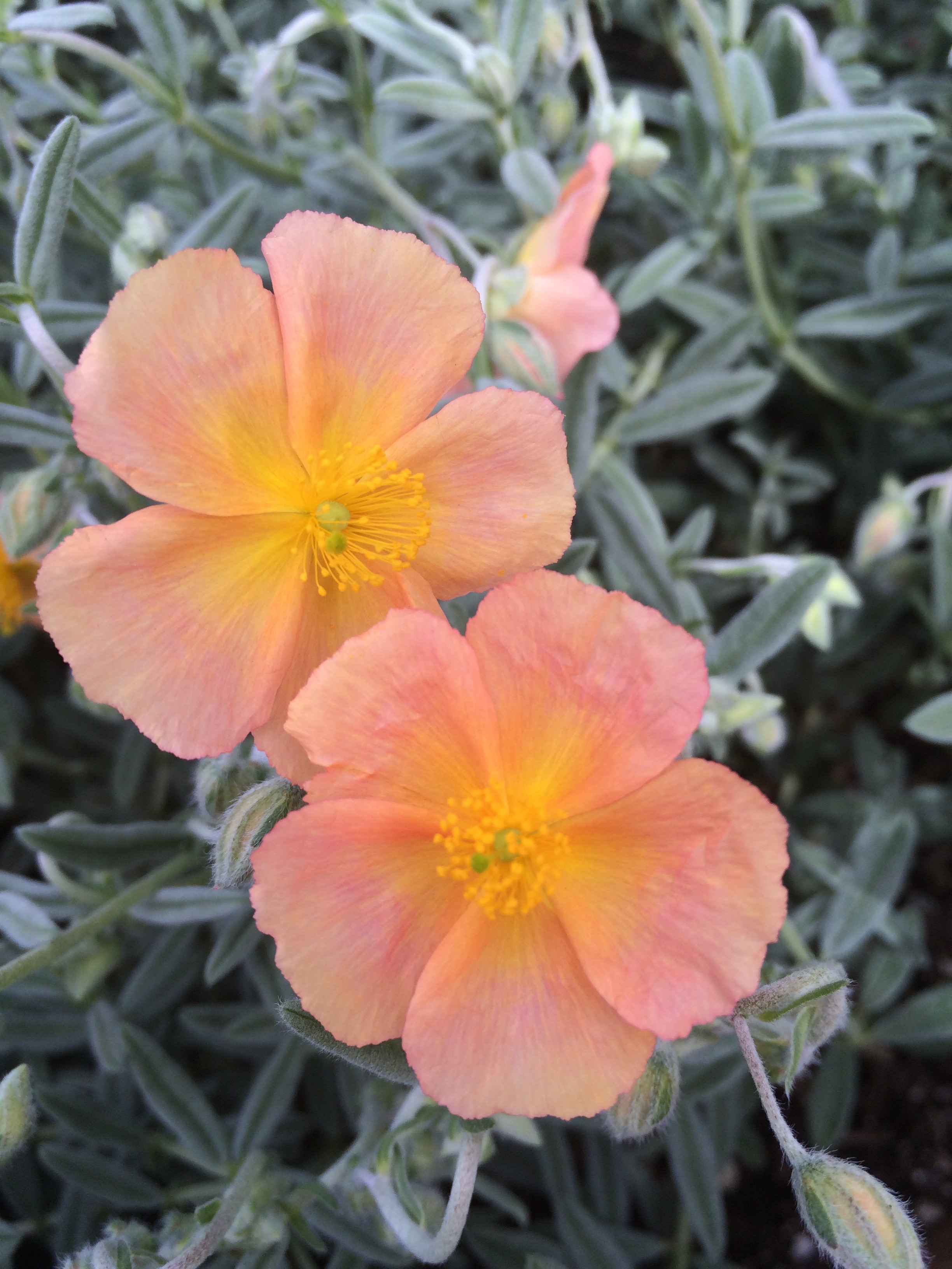 Helianthemum 'Cheviot' Xera Plants