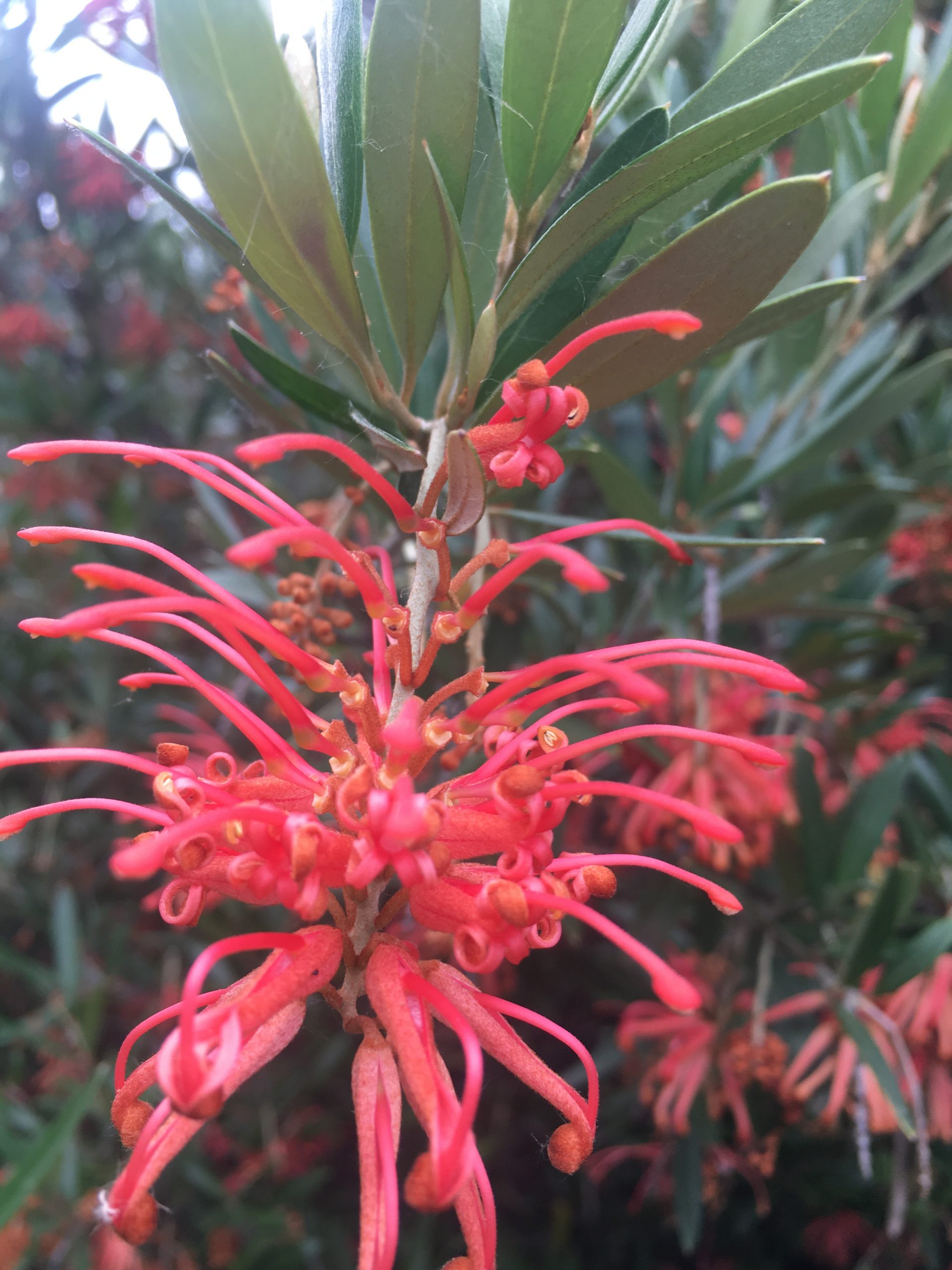Grevillea x 'Neil Bell' Xera Plants