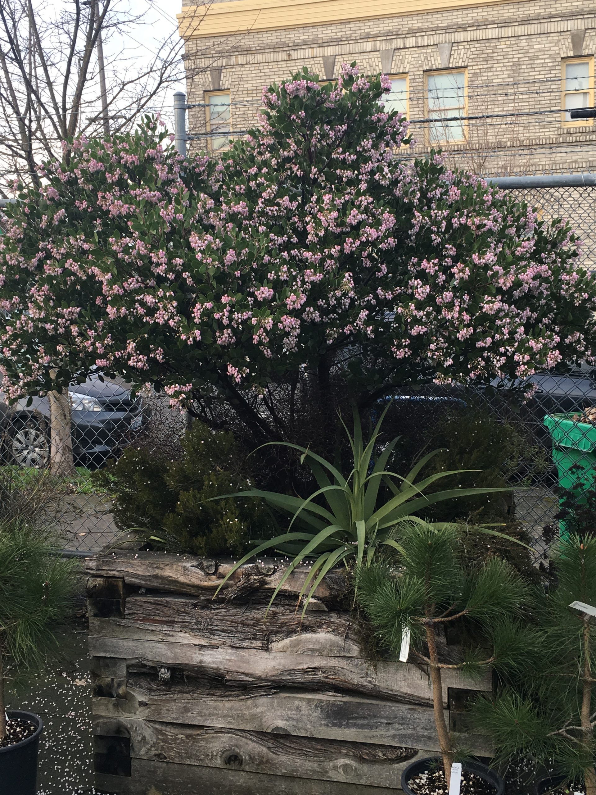 Arctostaphylos x 'Austin Griffiths' Marine Connection