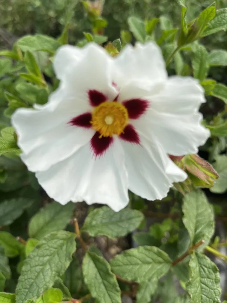 Cistus x 'Snowfire' Xera Plants