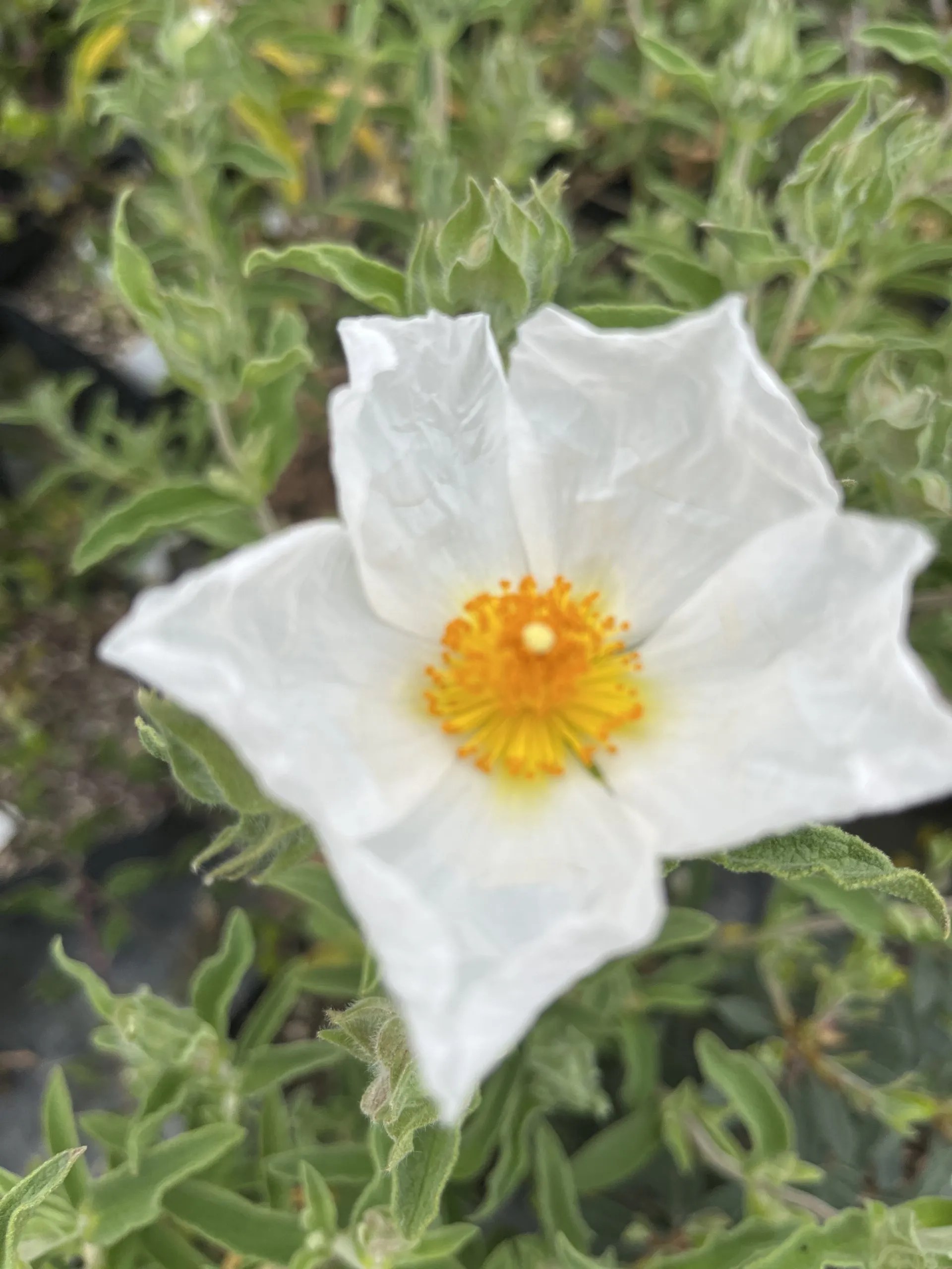 Cistus x canescens 'Albus' Xera Plants