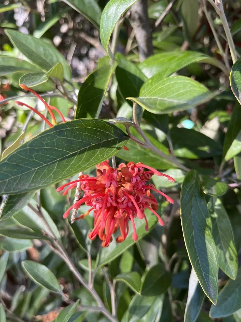 Grevillea victoriae 'UBC Form' Xera Plants