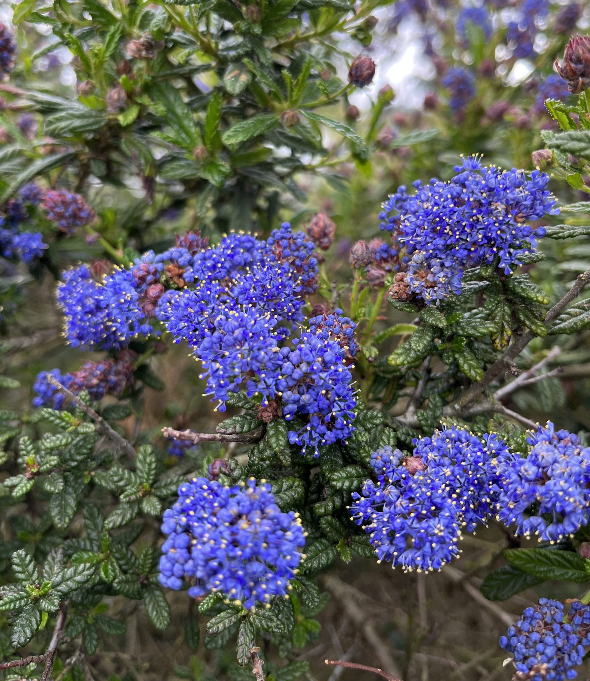 Ceanothus impressus 'Dark Star' Xera Plants