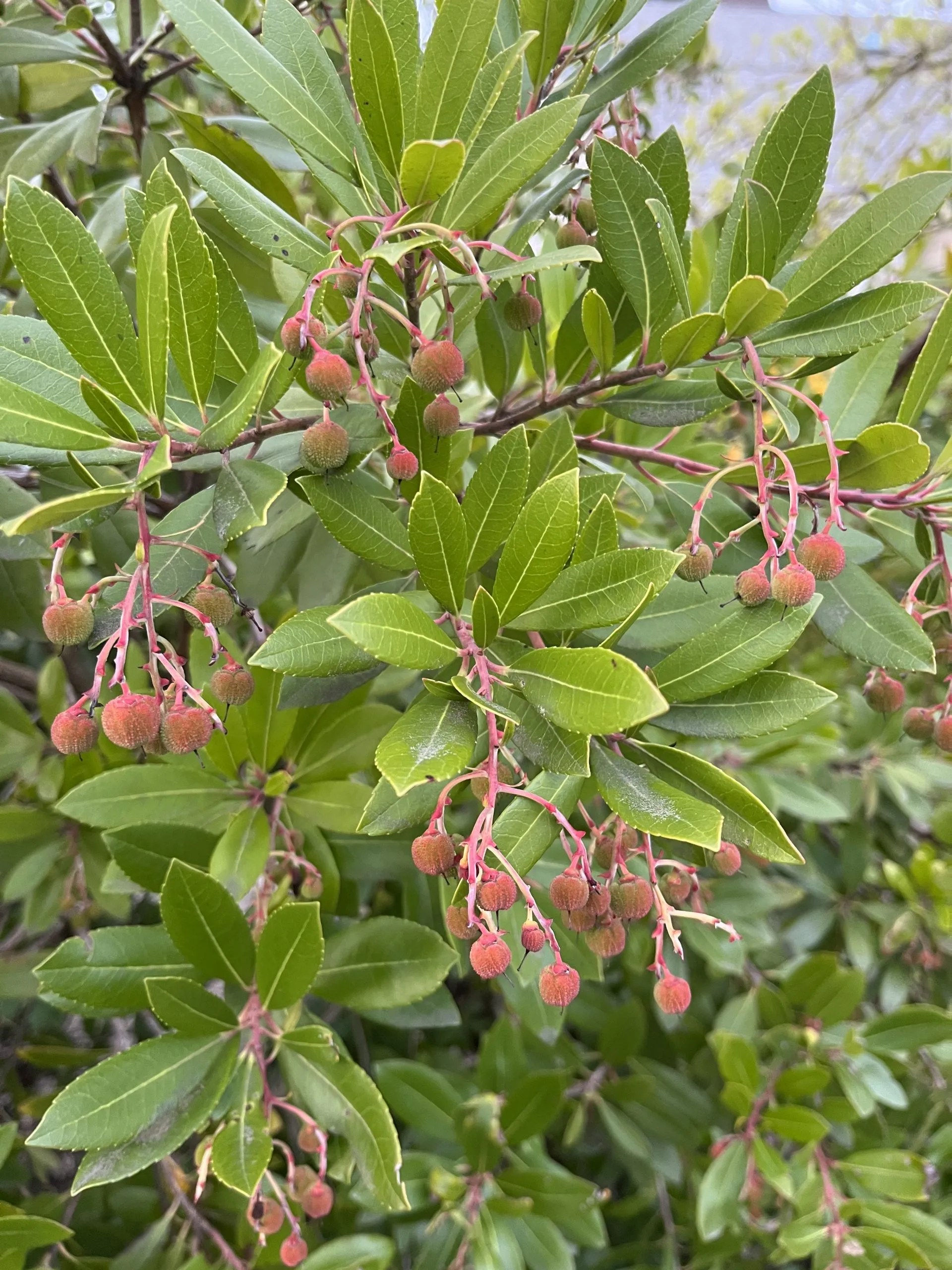 Arbutus unedo 'Elfin King' Xera Plants
