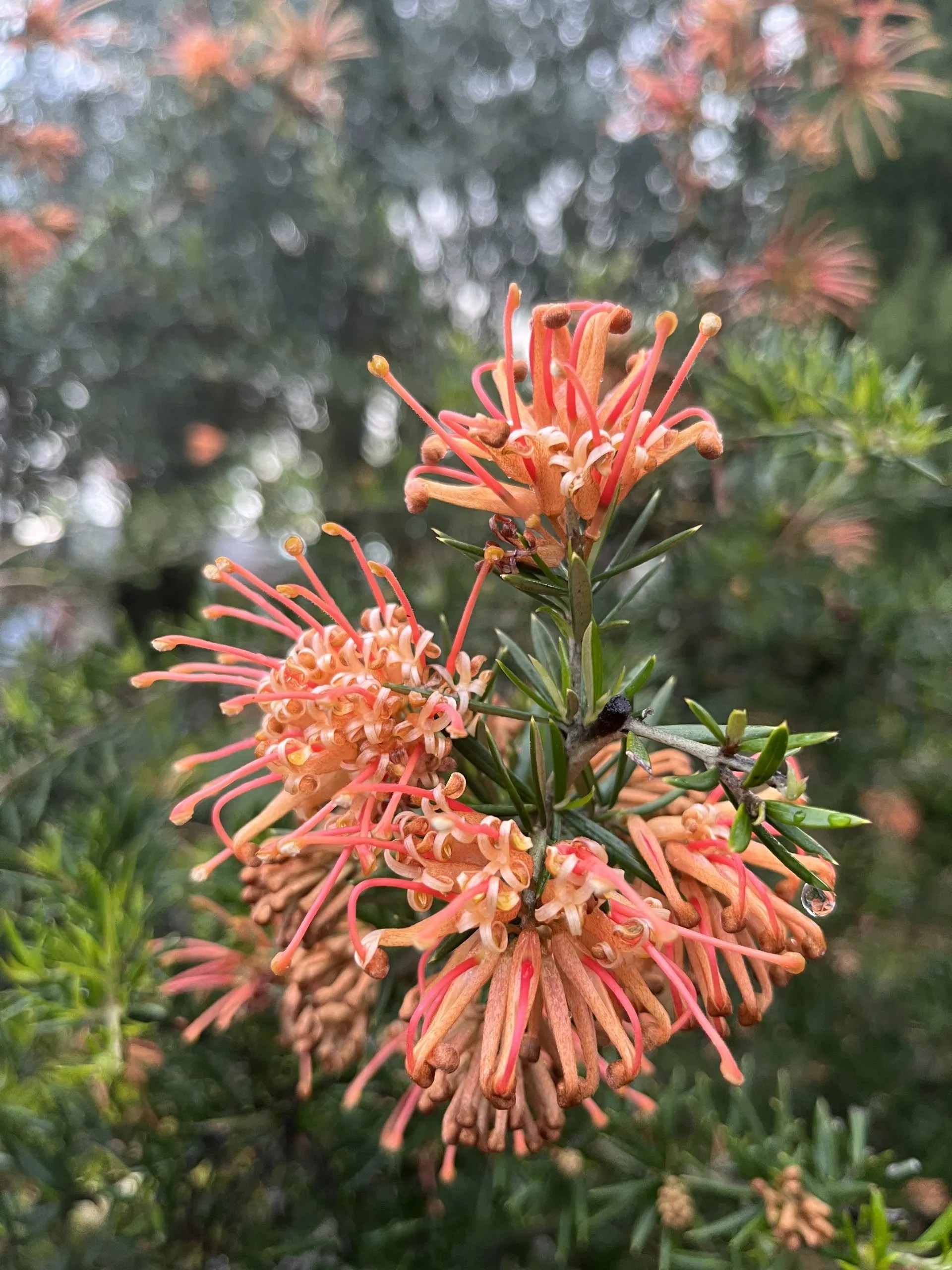 Grevillea x 'Poorinda Queen' Xera Plants
