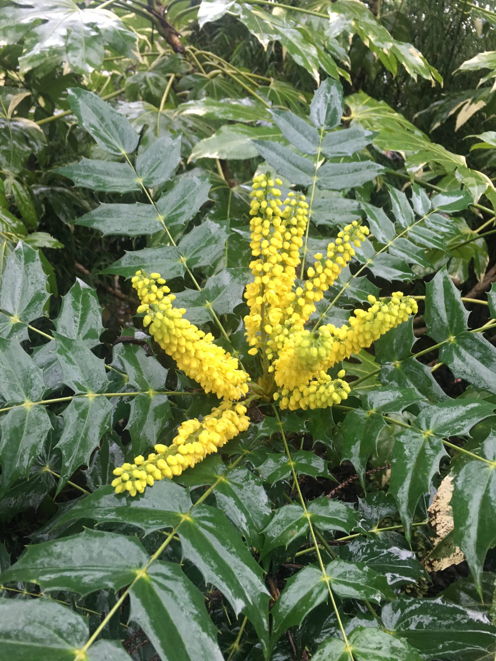 Mahonia x media 'Charity' Xera Plants