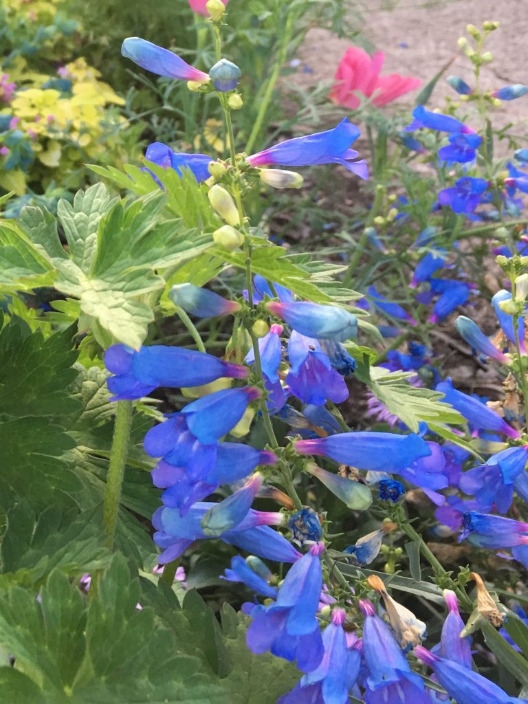 Penstemon heterophyllus 'Electric Blue' Xera Plants