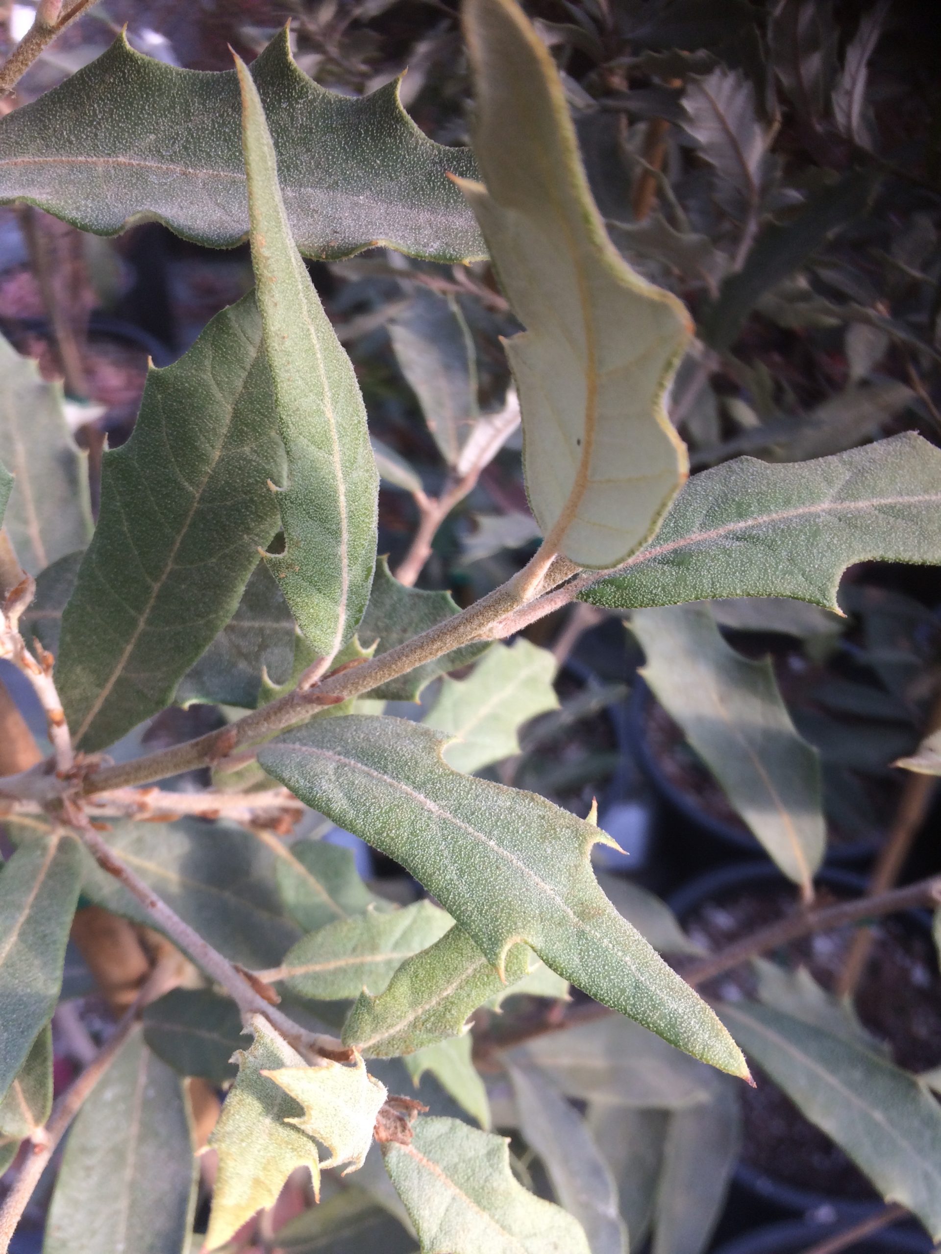 Quercus hypoleucoides Xera Plants