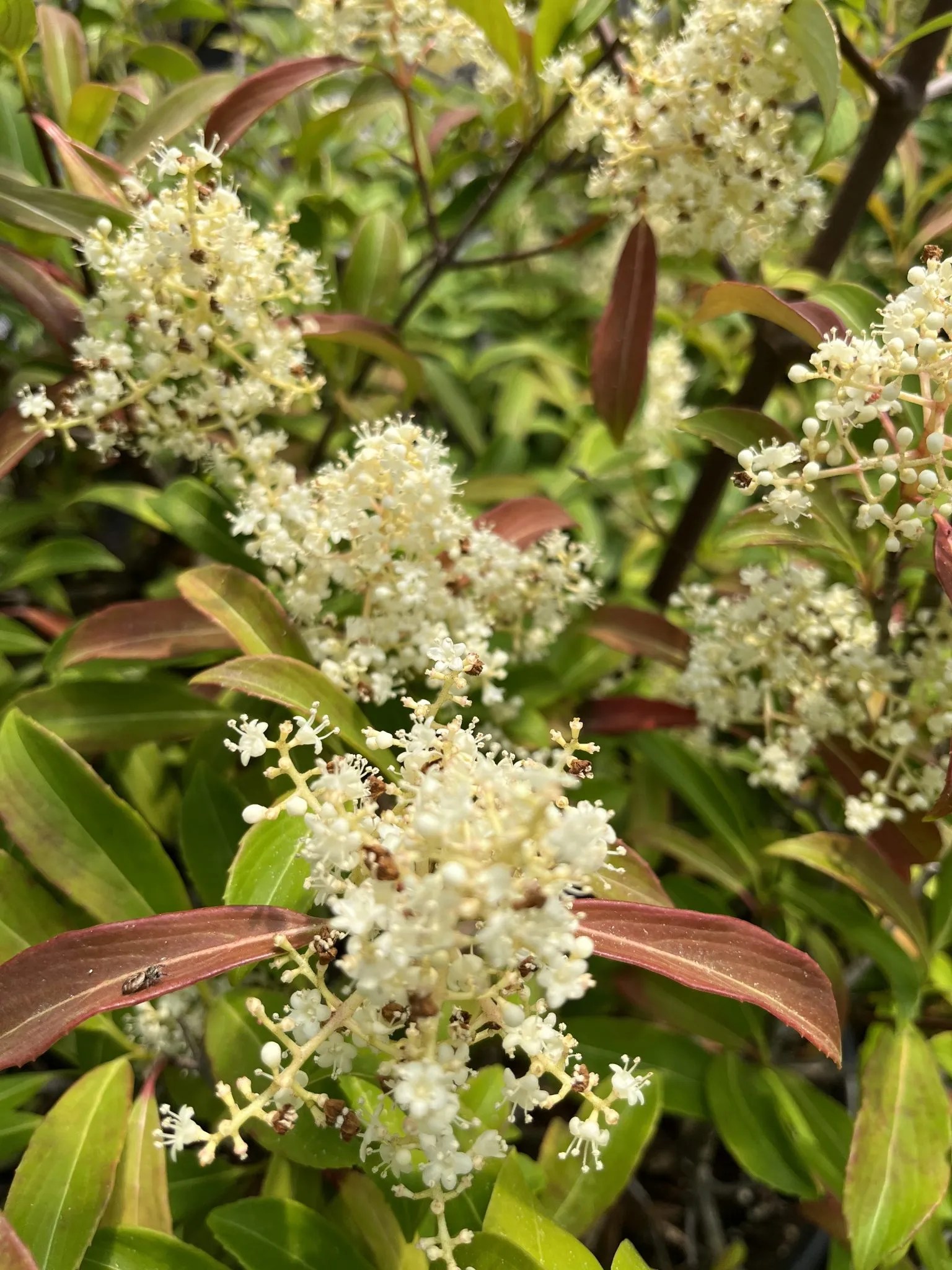 Viburnum henryi Xera Plants
