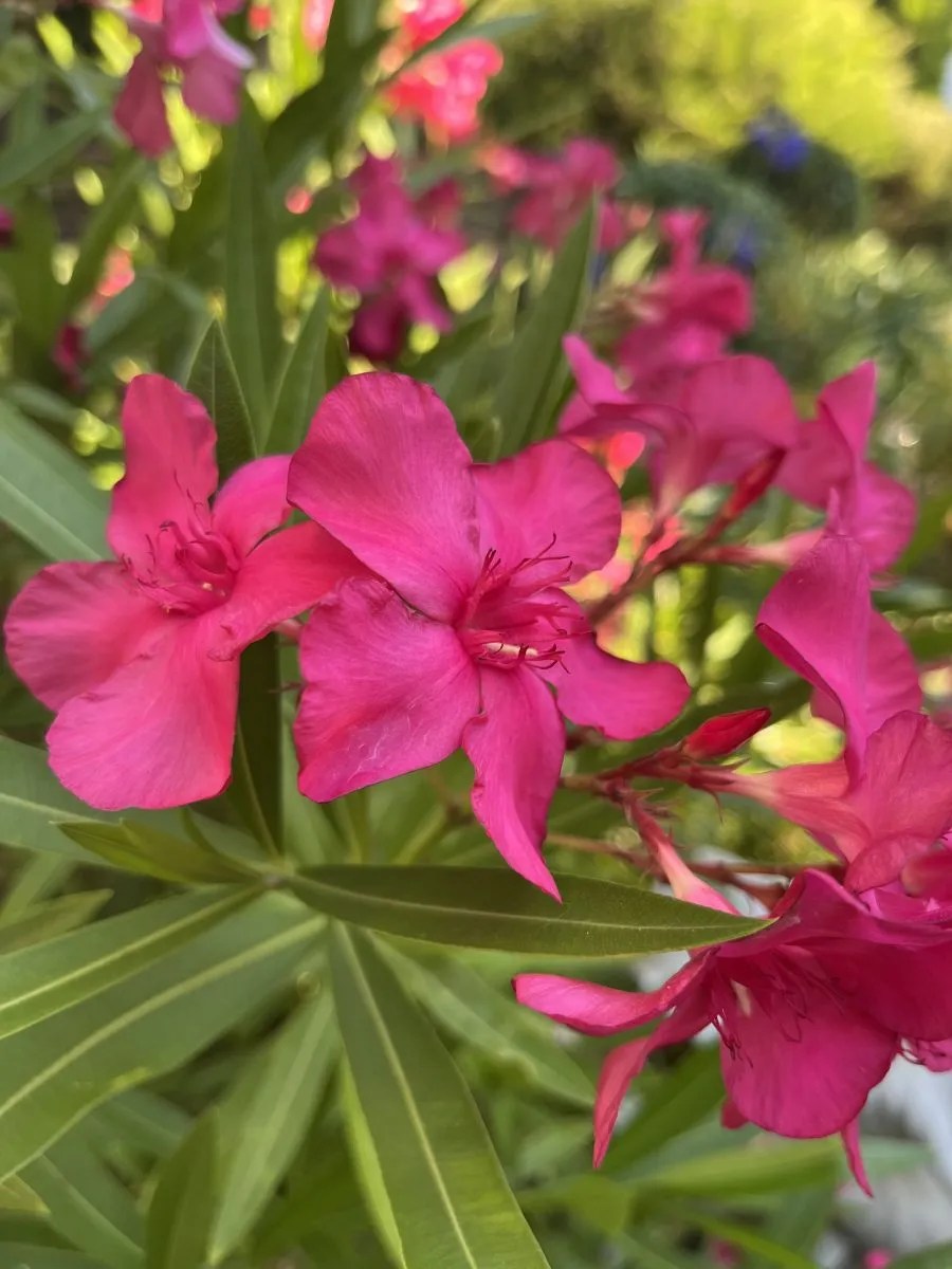 Nerium oleander 'Hardy Red' Xera Plants