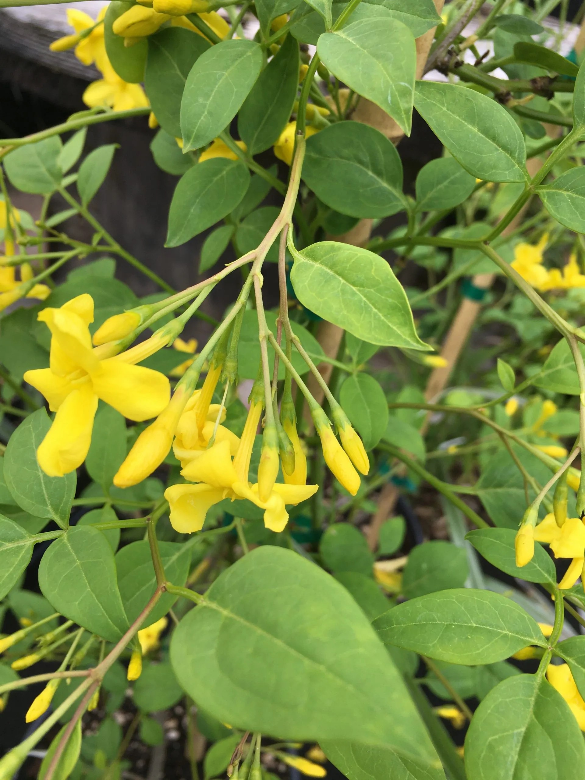 Jasminum humile 'Revolutum' Xera Plants