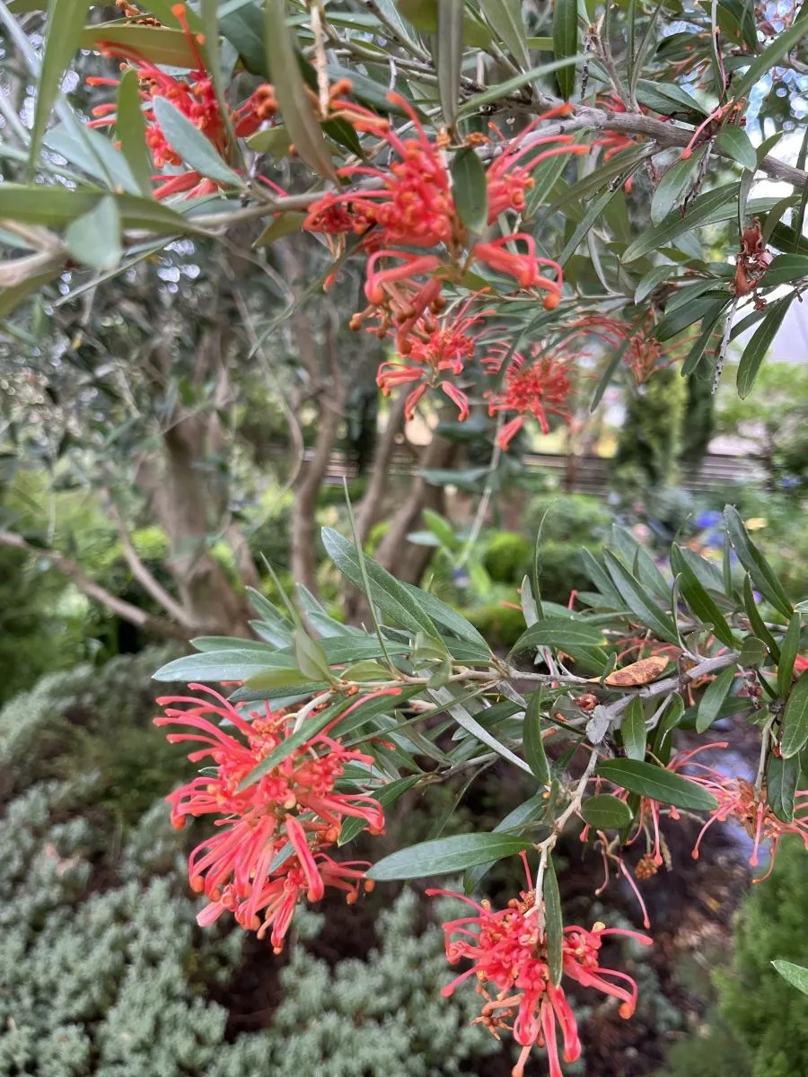 Grevillea x 'Neil Bell' Xera Plants