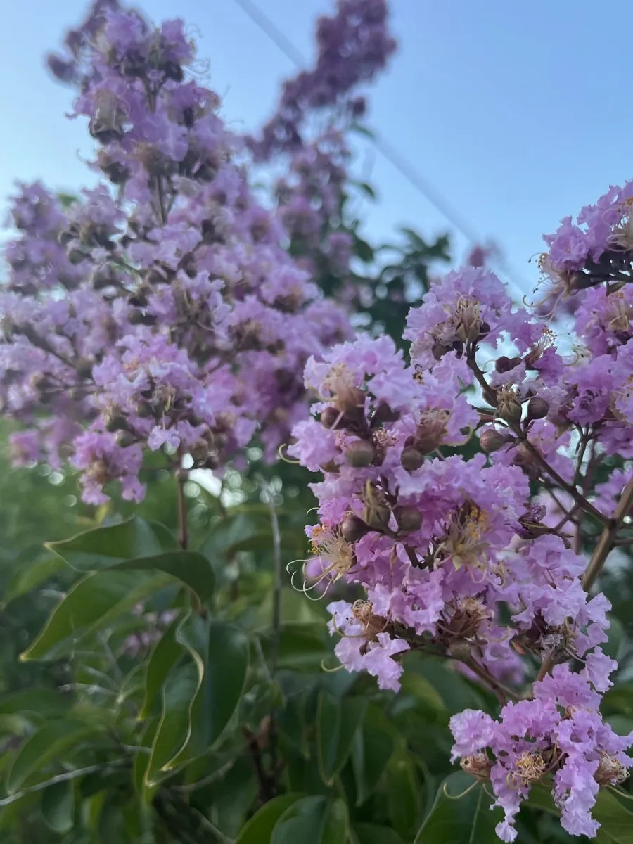 Lagerstroemia x fauriei 'Muskogee' Xera Plants