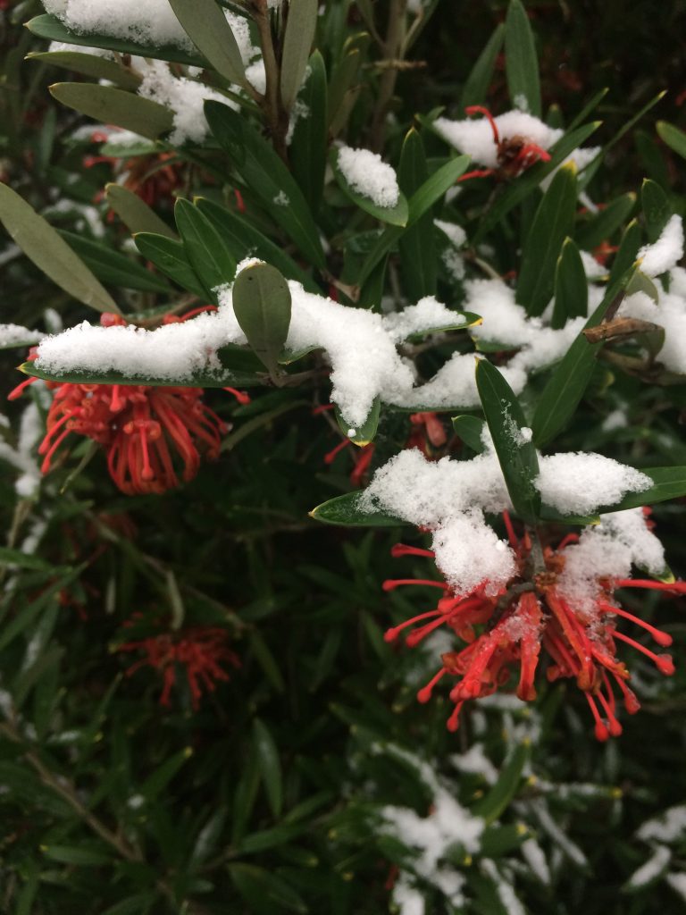 Grevillea x 'Neil Bell' Xera Plants