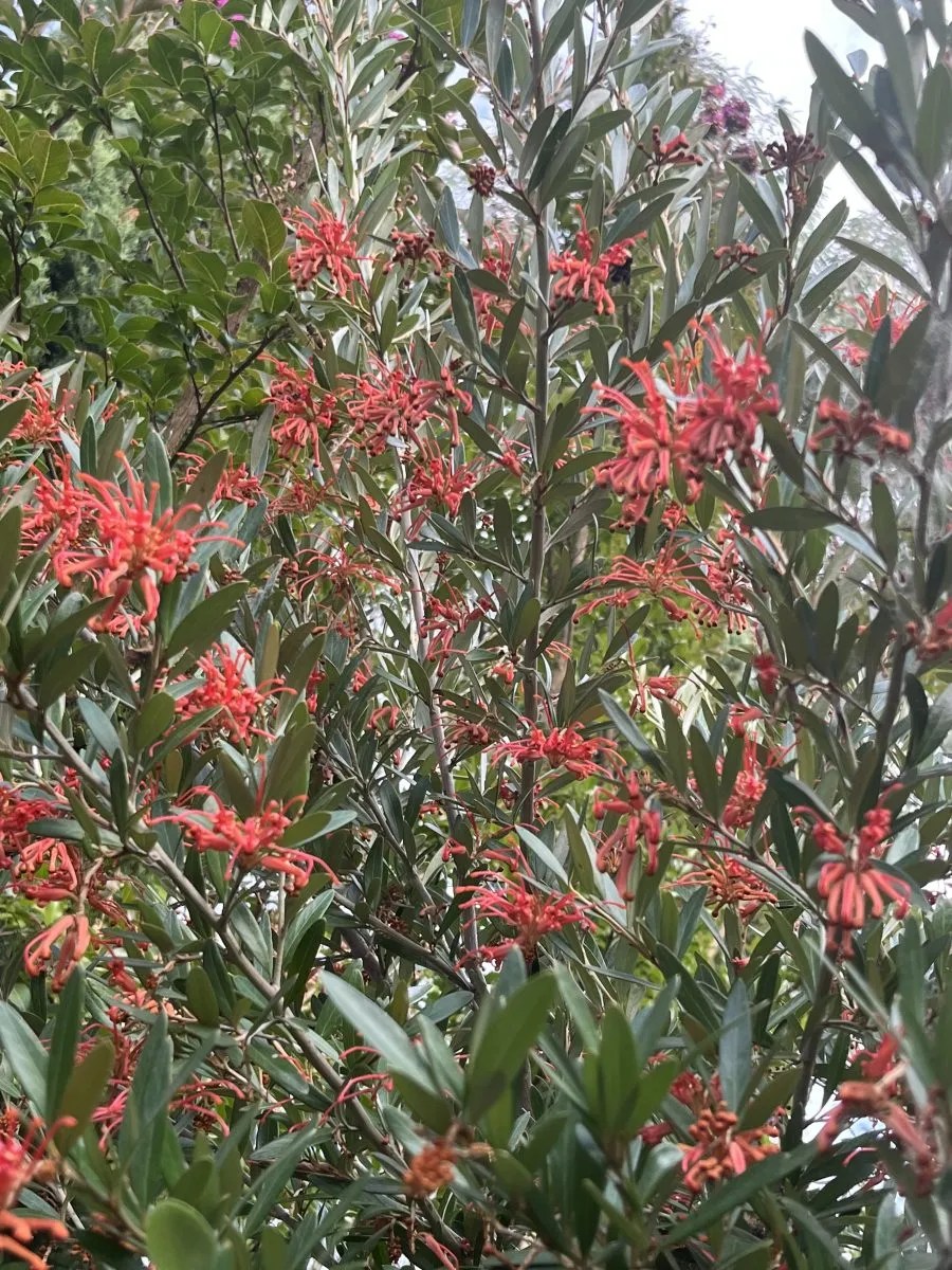 Grevillea x 'Neil Bell' Xera Plants