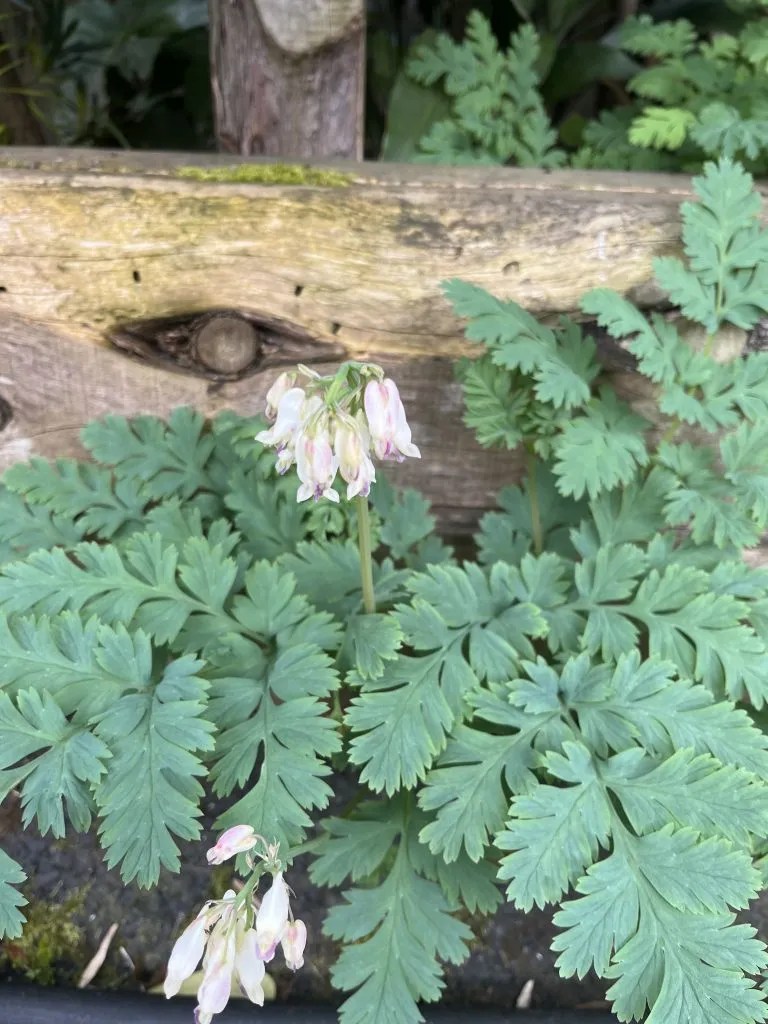 Dicentra formosa var. oregana 'Langtrees' Xera Plants