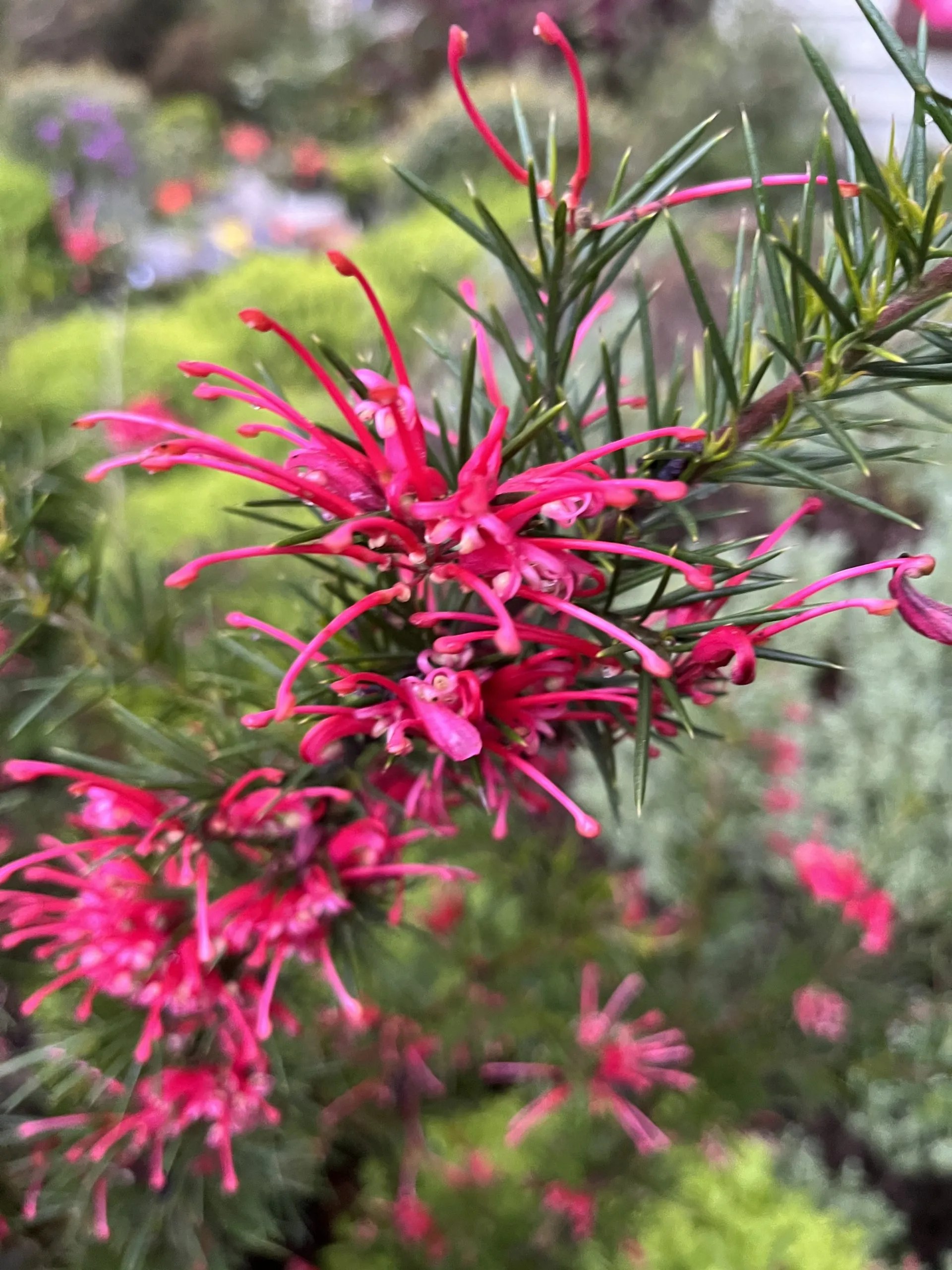 Grevillea x 'Canberra Gem' Xera Plants