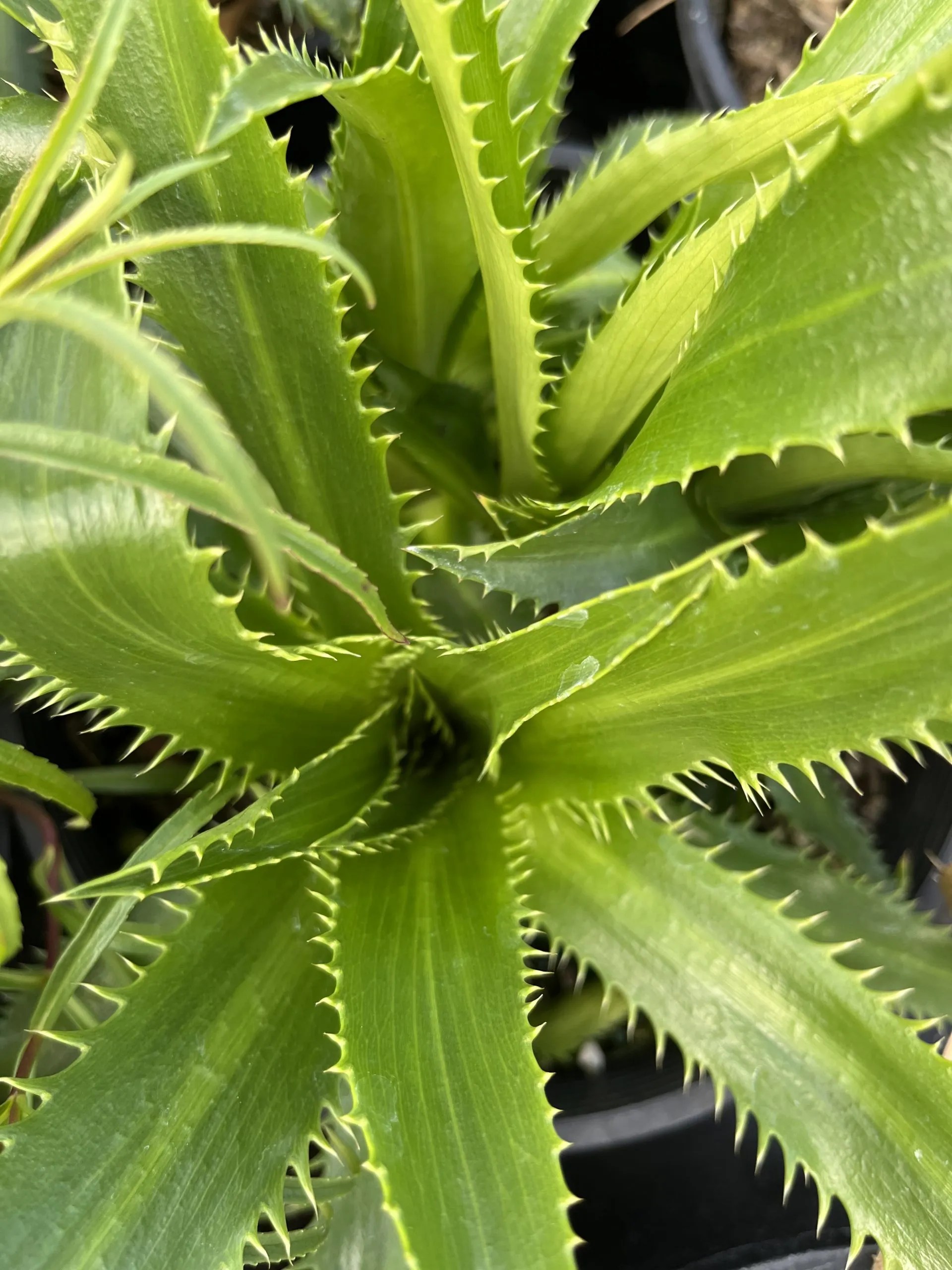 Eryngium agavafolium Xera Plants