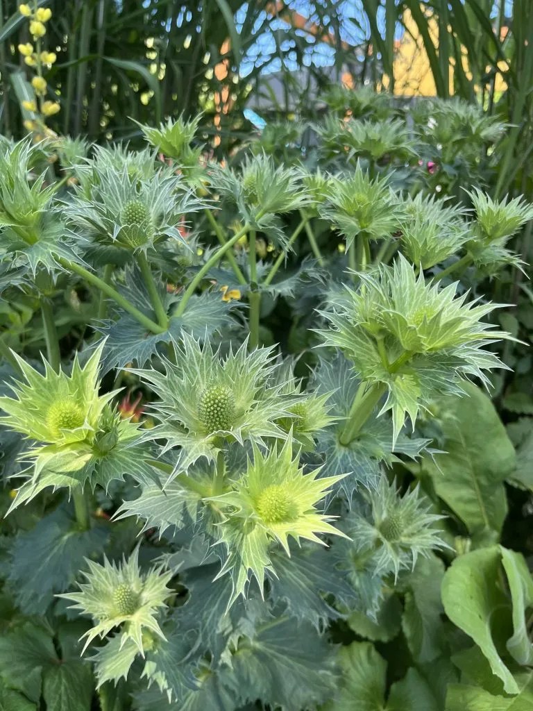 Eryngium giganteum Xera Plants