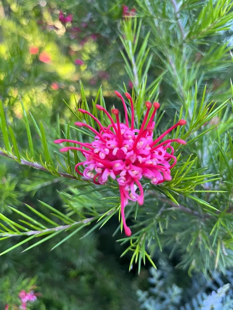 Grevillea x 'Canberra Gem' Xera Plants