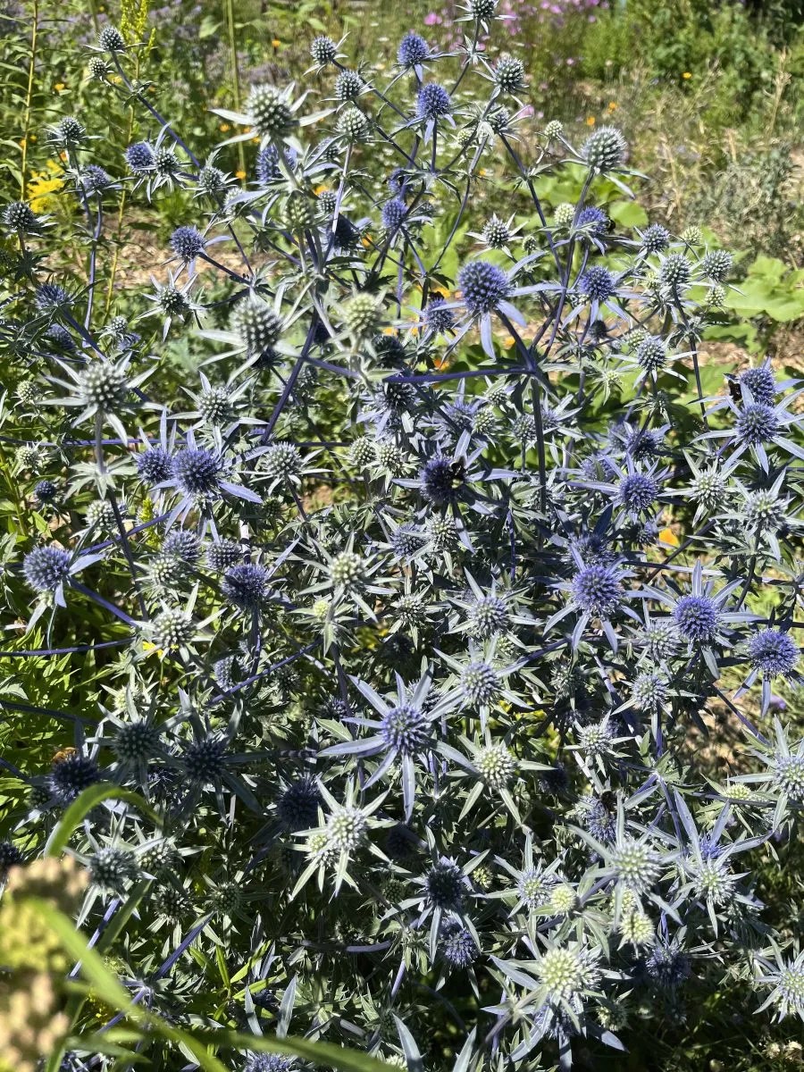 Eryngium x tripartitum Xera Plants