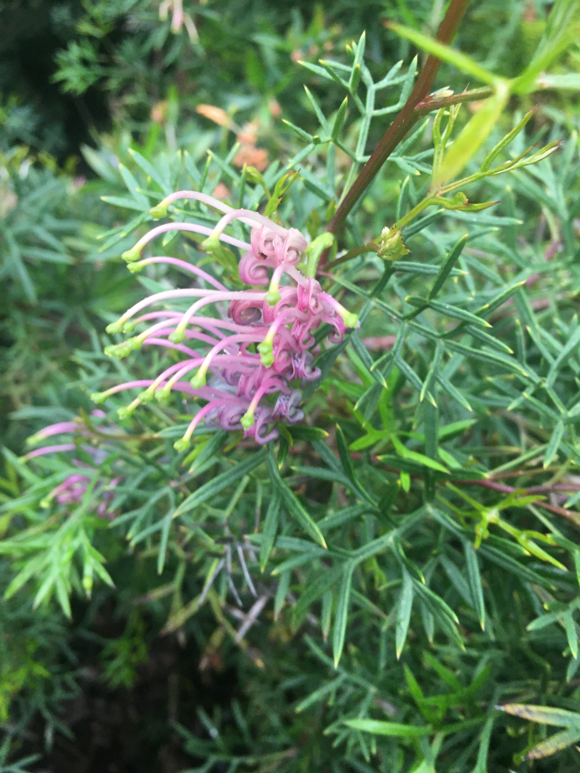 Grevillea rivularis Xera Plants