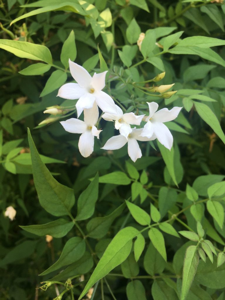 Jasminum officinale 'Old Portland' Xera Plants