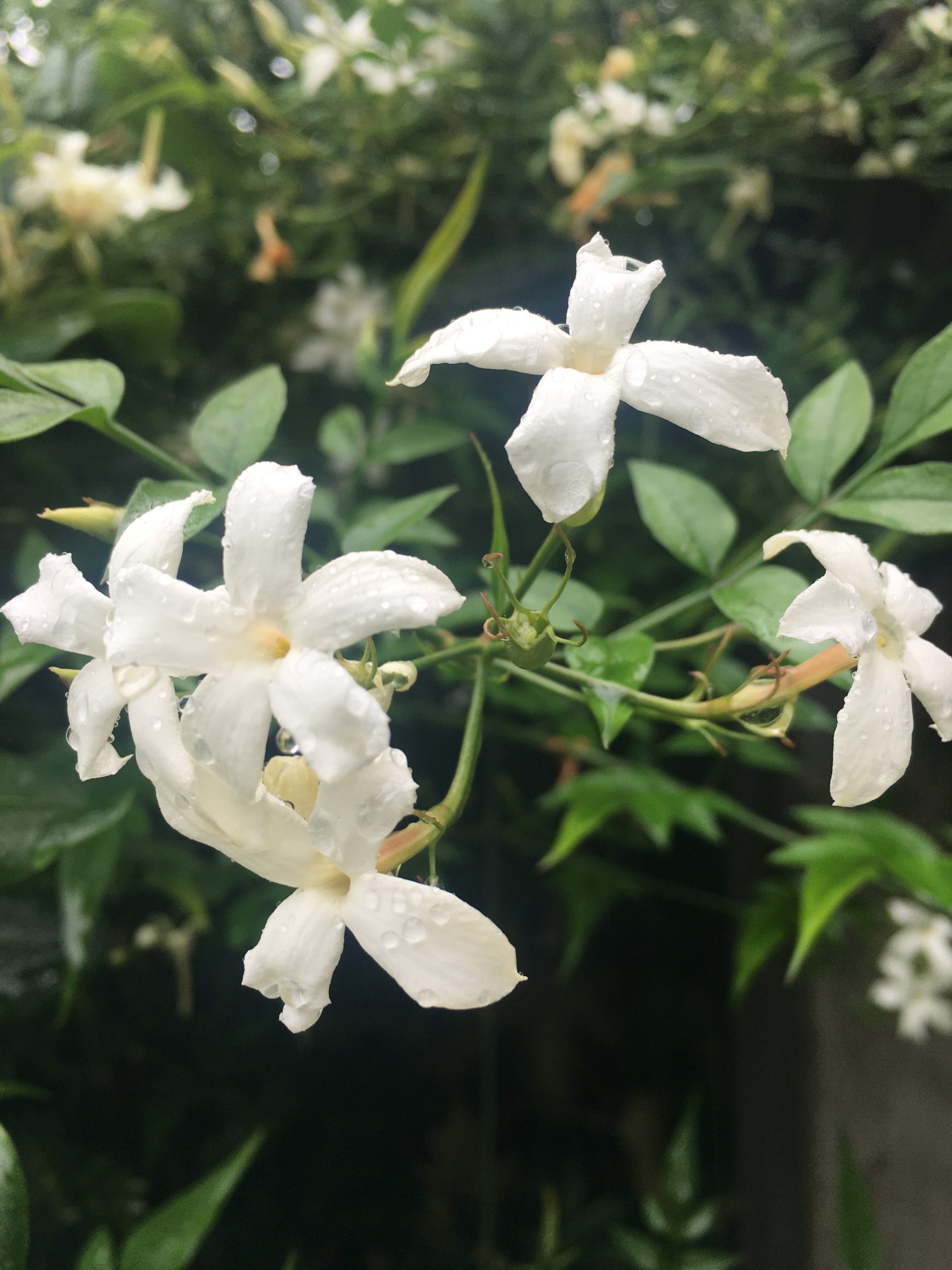 Jasminum officinale 'Old Portland' Xera Plants