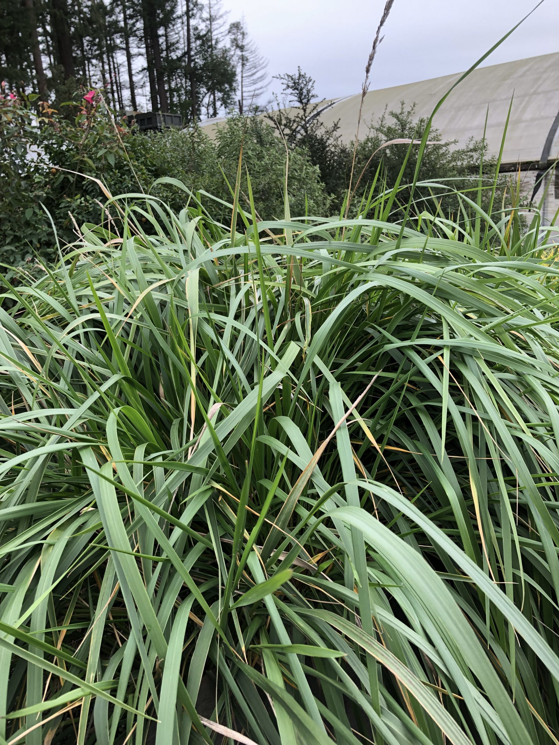 Calamagrostis nutkaensis Xera Plants
