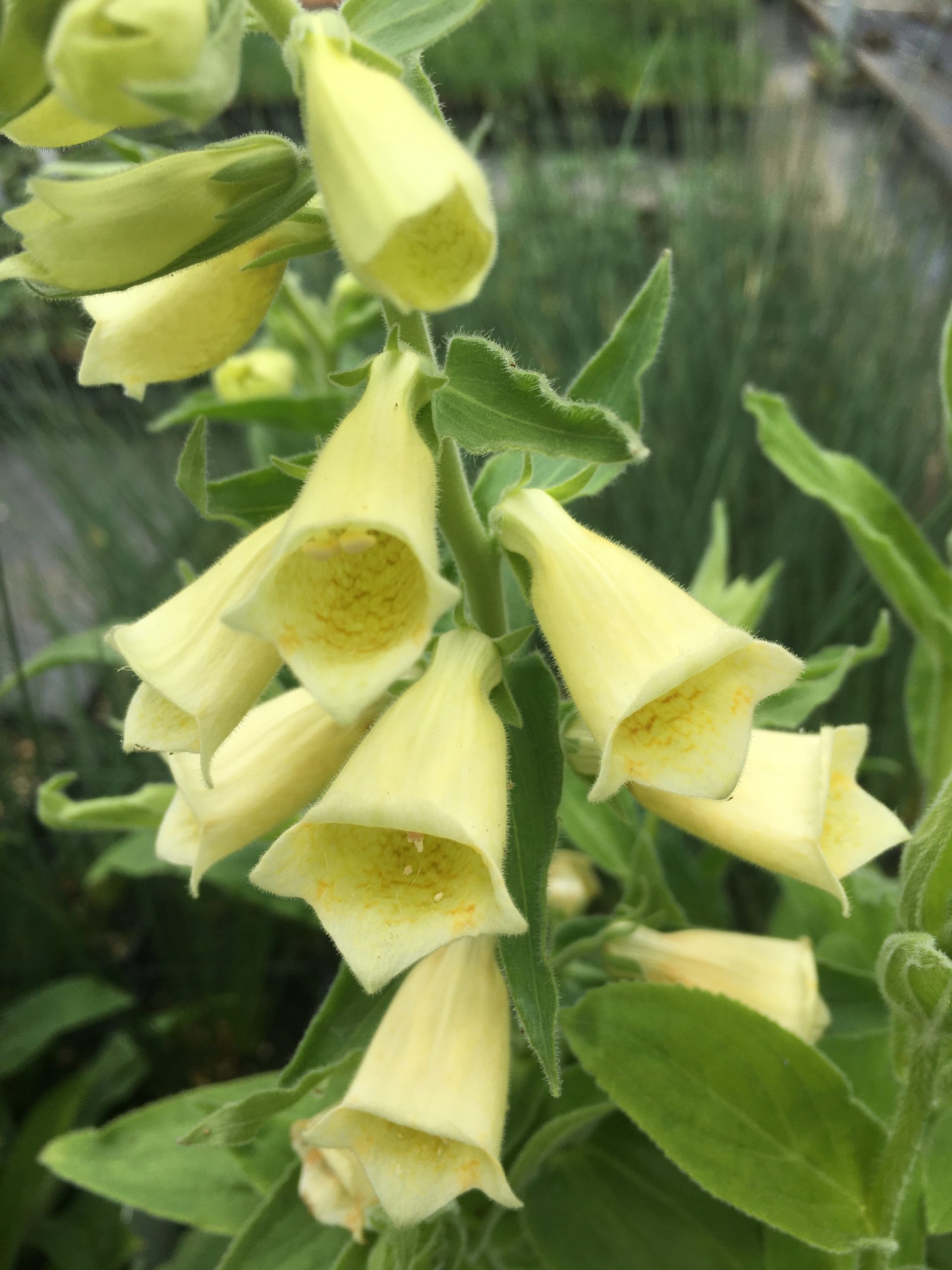Digitalis ambigua (grandiflora) Xera Plants