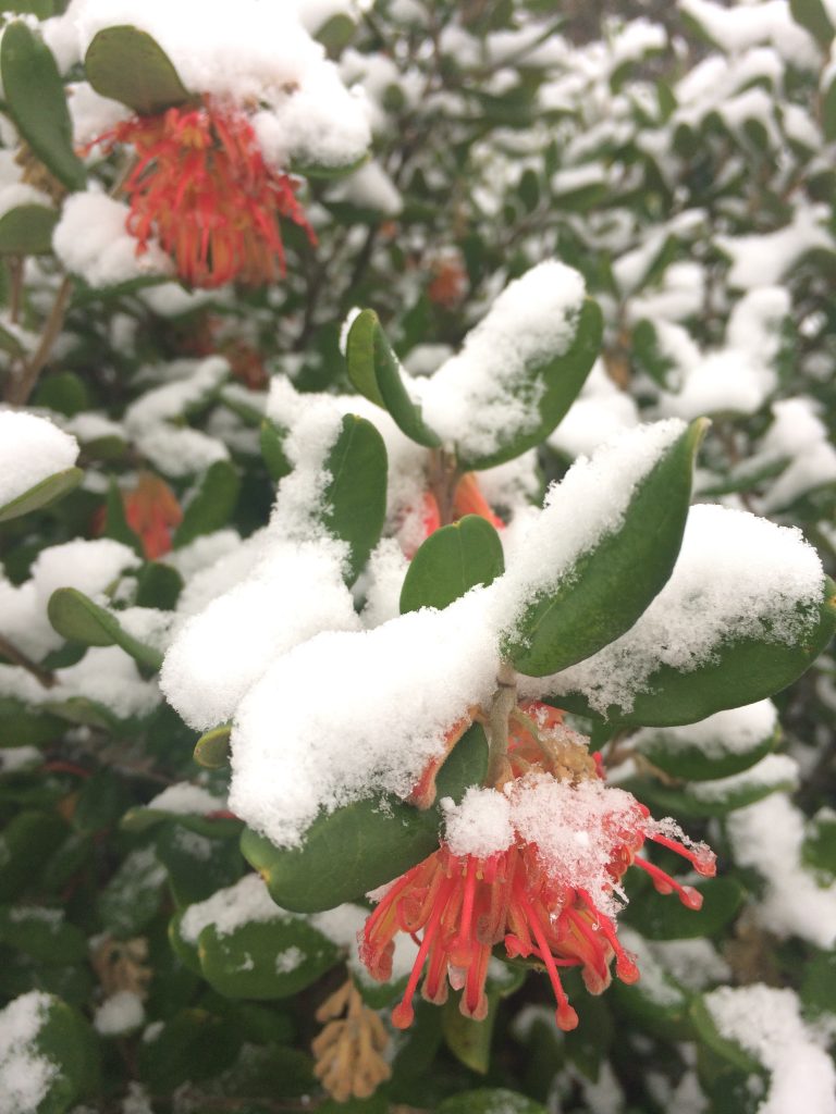Grevillea Xera Plants