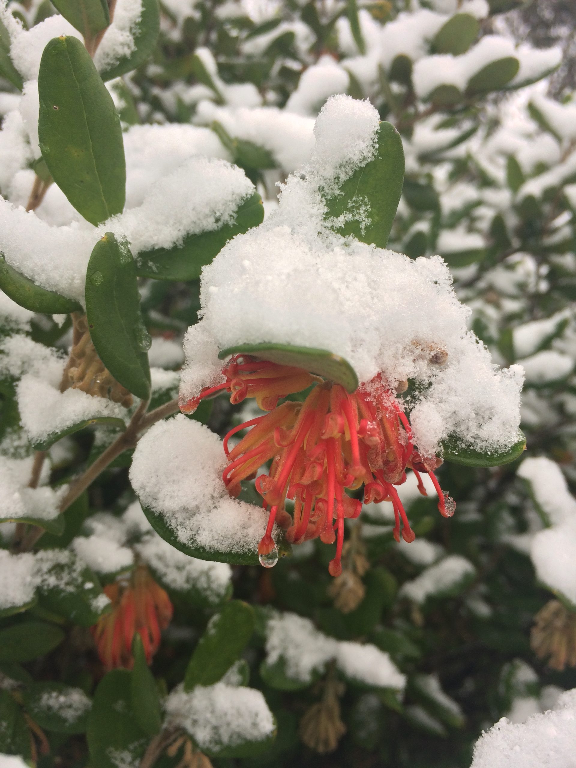 Grevillea miqueliana var. moroka Xera Plants