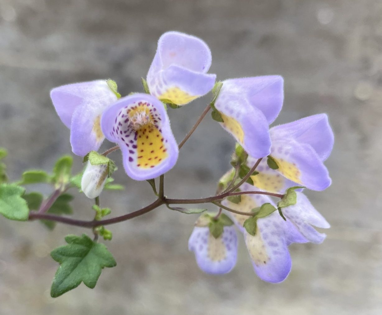 Jovellana violacea Xera Plants