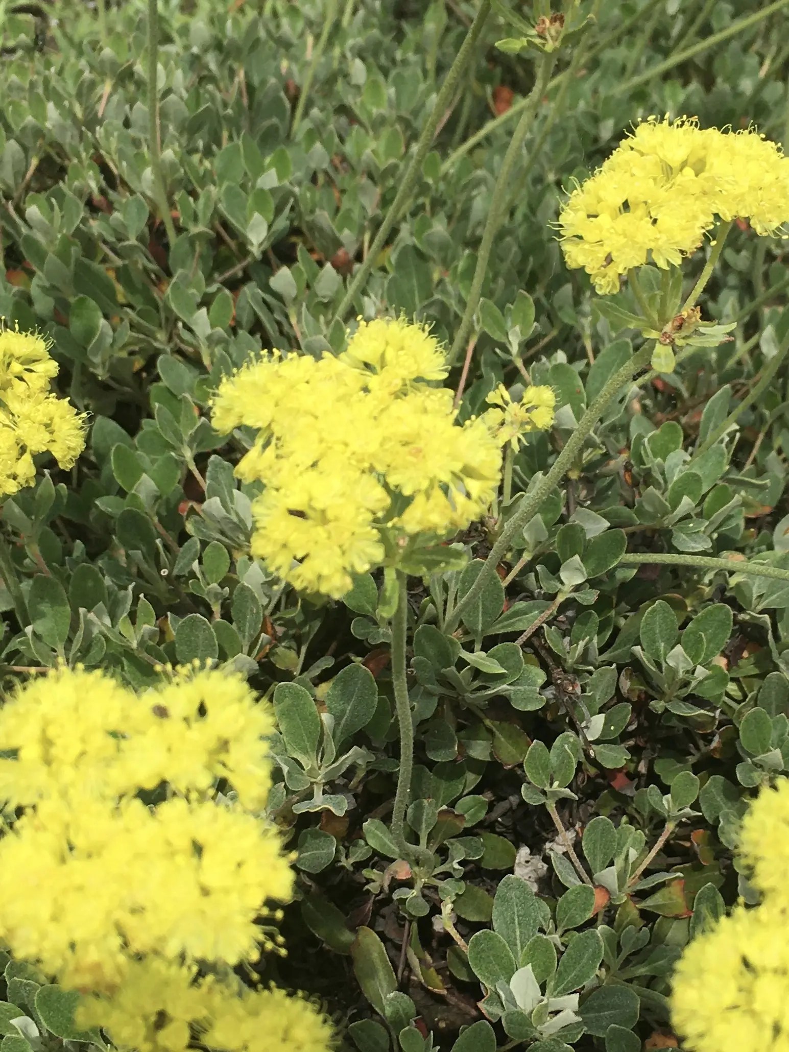 Eriogonum umbellatum Xera Plants