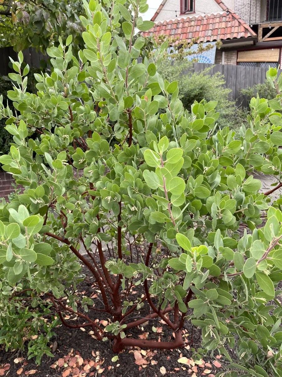 Arctostaphylos manzanita 'Dr. Hurd' Xera Plants