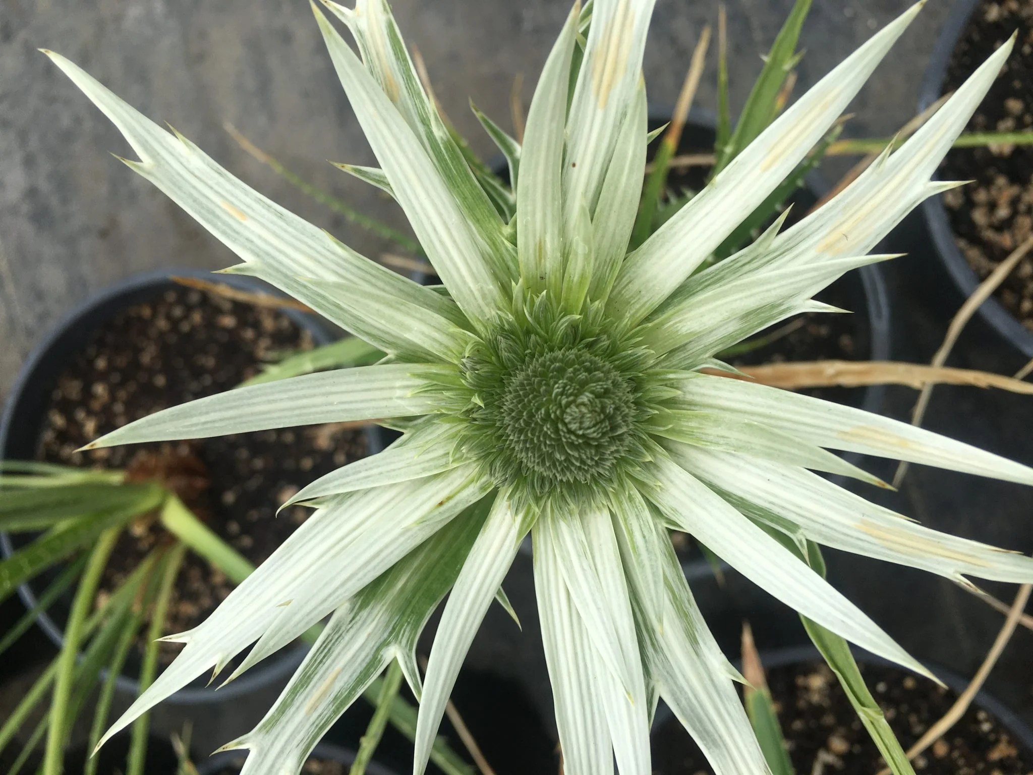 Eryngium proteiflorum MX Xera Plants